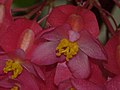 Begonia corallina