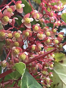 Begonia tropaeolifolia 95460302.jpg