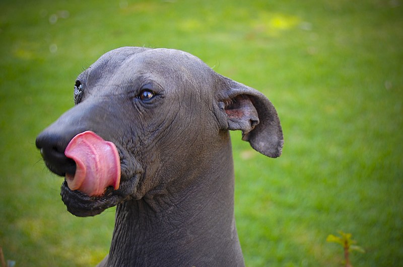 File:Behold The Xoloitzcuintle..jpg