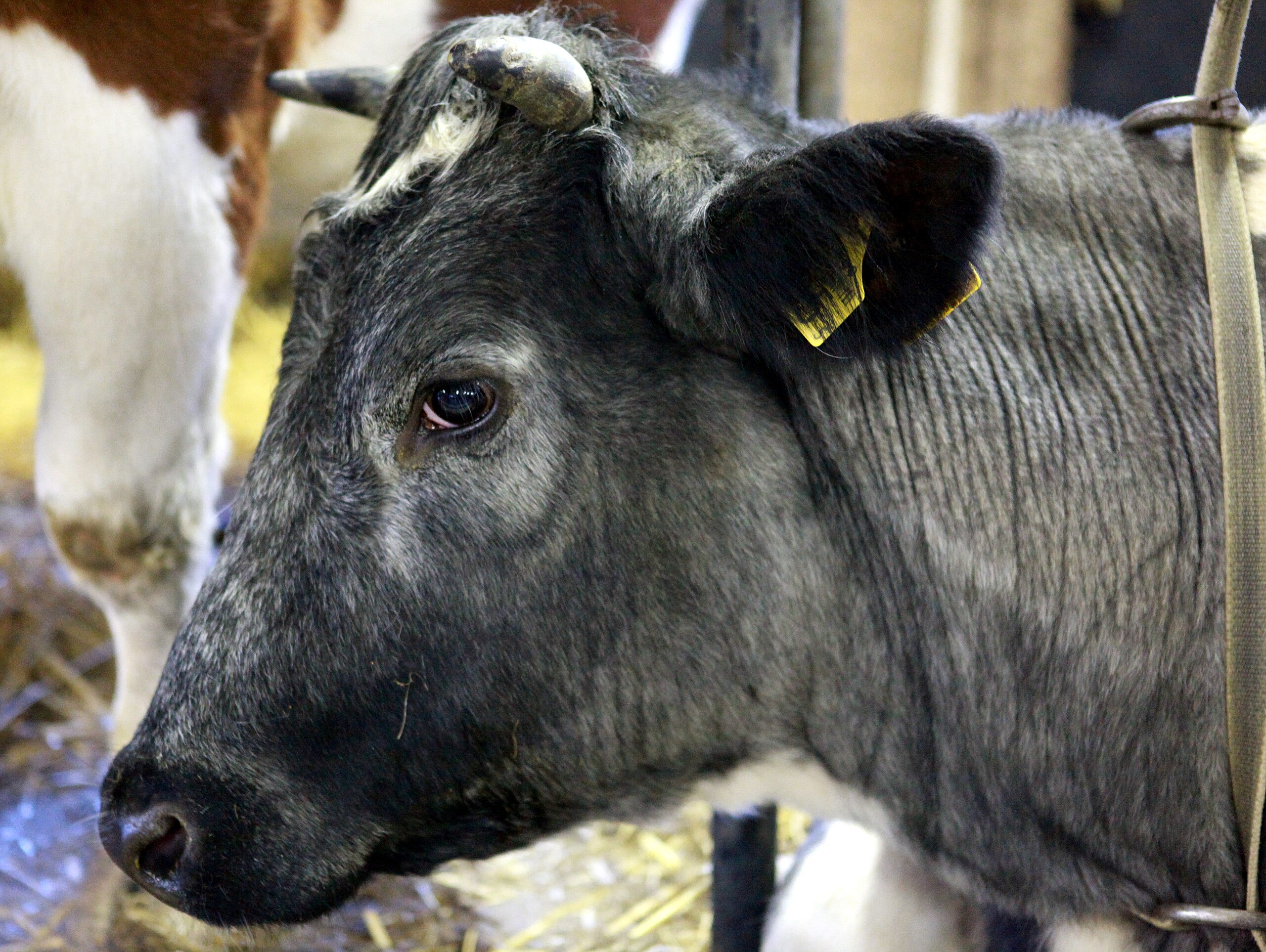 Armoedig Inzet Zonnebrand File:Belgische blauwe koe.jpg - Wikimedia Commons