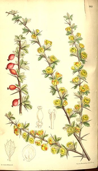 File:Berberis dictyophylla.jpg
