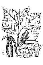 Thumbnail for File:Betula nigra 3zz.jpg