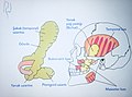 Bichat yağ yastığı anatomisi.jpg