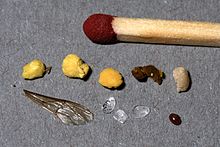 Fresh wax scales (in the middle of the bottom row) Bienenvolk-Gemuell.jpg