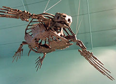 Squelette d'une tortue suspendu au plafond par des fils.