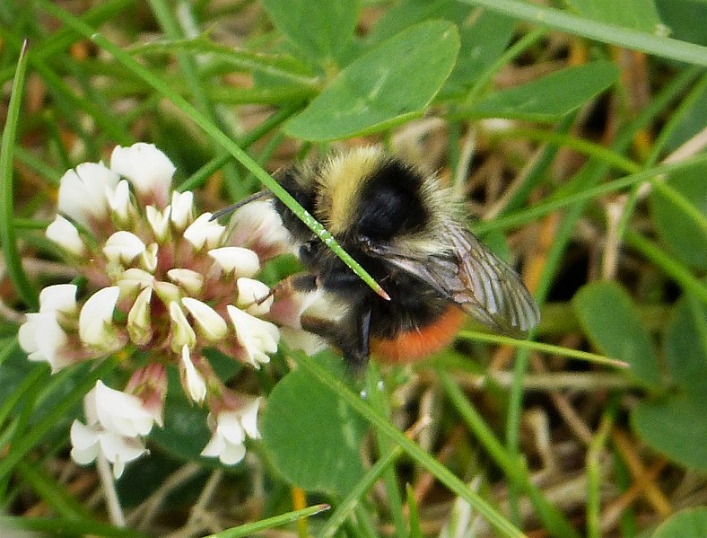 File:Bilberry Bumblebee. Bombus monticola (39033174681).jpg