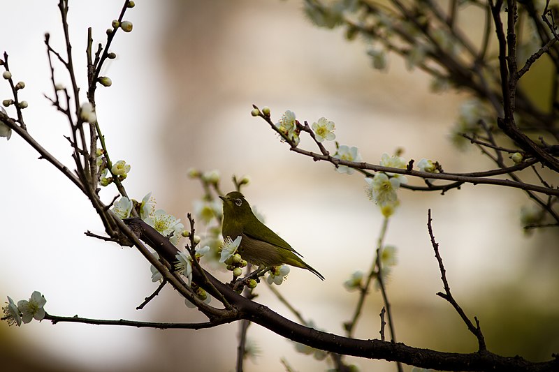 File:Bird amidst cherry blossoms.jpg