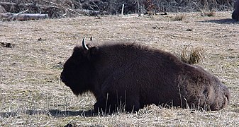 Le bison est un ruminant.