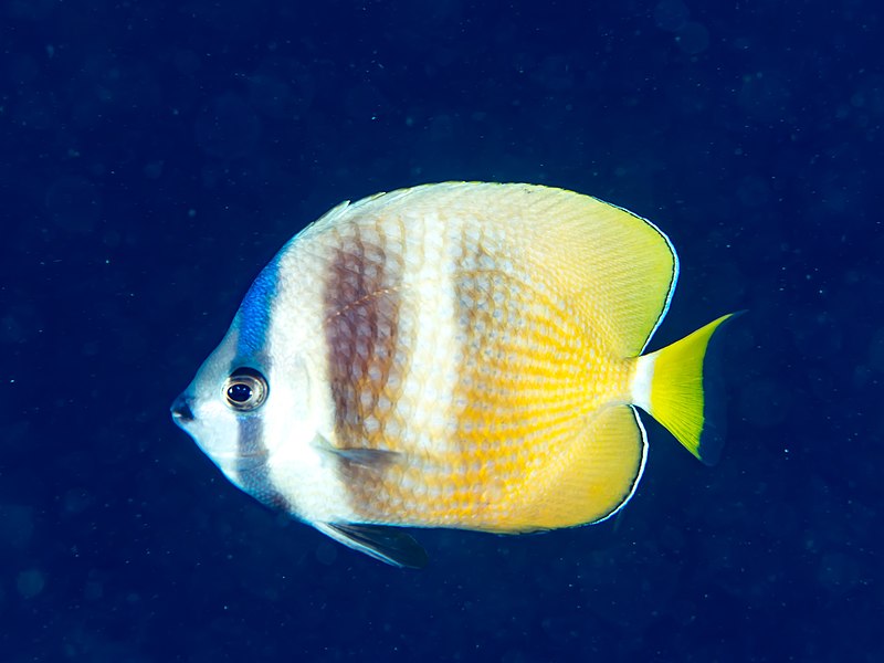 File:Blacklip butterflyfish (Chaetodon kleinii) (32396205377).jpg