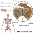 Cross-section of shoulder joint cavity