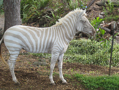 Tập_tin:Blondzebra.jpg