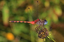 Meadowhawk de cara azul - Sympetrum ambiguum, Colchester Park, Mason Neck, Virginia - 29785609200.jpg