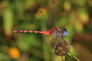 <i>Sympetrum ambiguum</i> Species of dragonfly