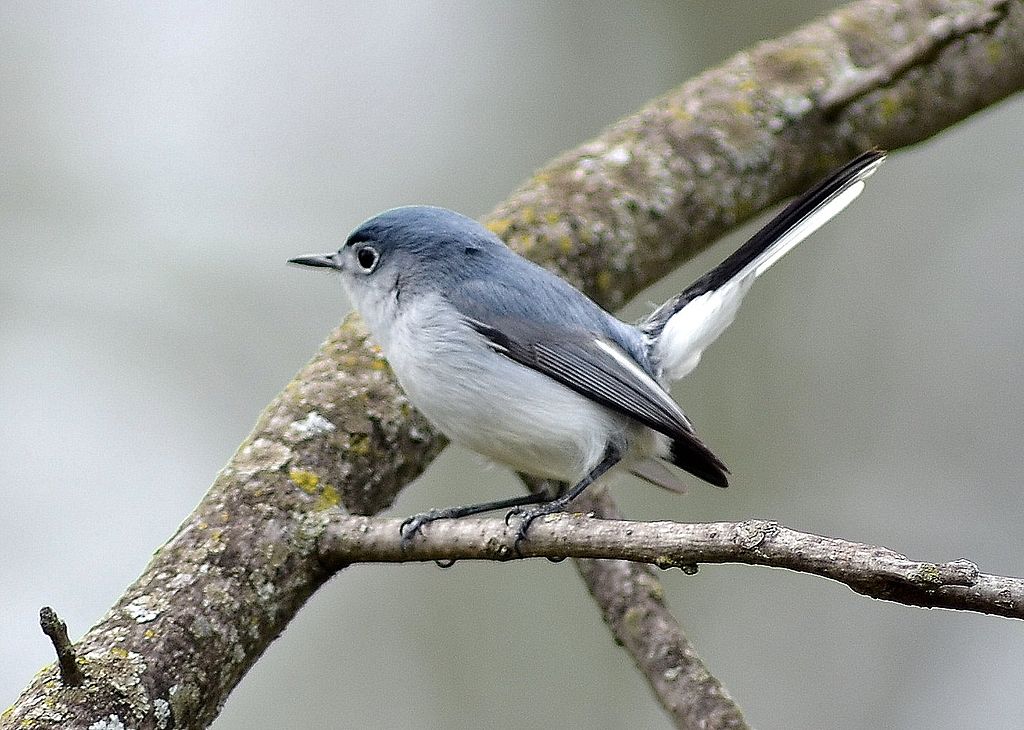 Blue-gray Gnatcatcher In A Fragrant Sumac Bush – Feathered Photography