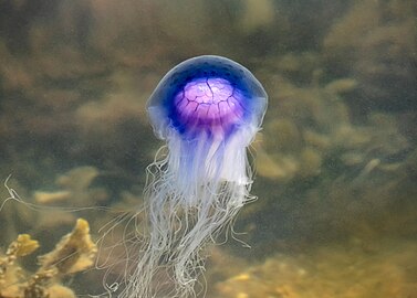 Blue jellyfish in Brofjorden at Sandvik