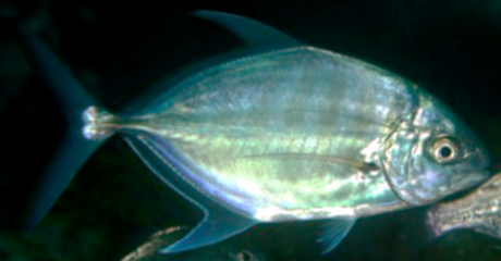 Carangoides ferdau