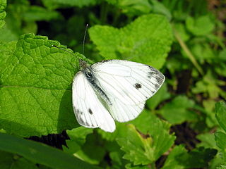 Anthocharis cardamines