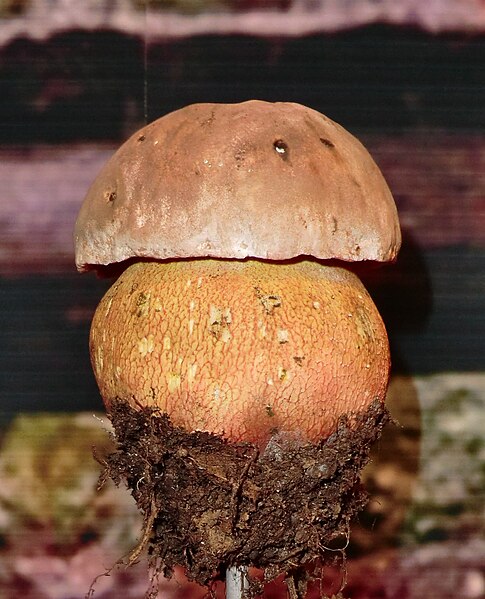 File:Boletus rhodoxanthus 1.jpg