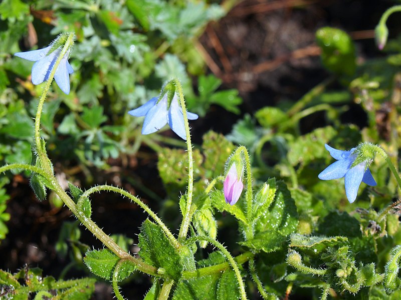 File:Borago pygmaea 2020-07-28 03.jpg