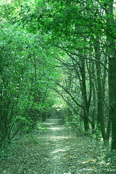 File:Bosco di Suzzara ingresso particolare 2.JPG