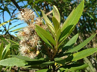 <i>Brachylaena neriifolia</i> Species of tree