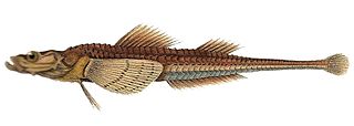 <i>Brachyopsis</i> Species of fish