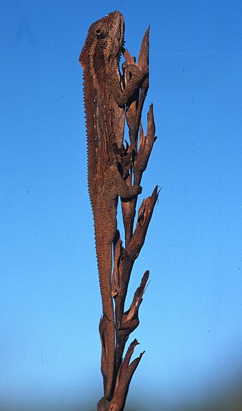 File:Bradypodion taeniabronchum.jpg