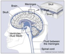 Brain and Nearby Structures.png