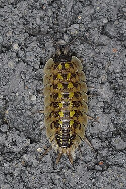 Woodlouse (Oniscidea)