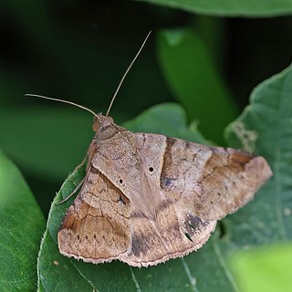 <i>Mocis undata</i> Species of moth