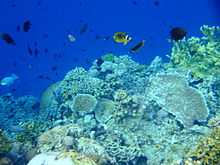 Bunaken National Park provides habitat to 390 species of coral as well as many fish, mollusk, reptile and marine mammal species. Bunaken Marine Park (6).JPG