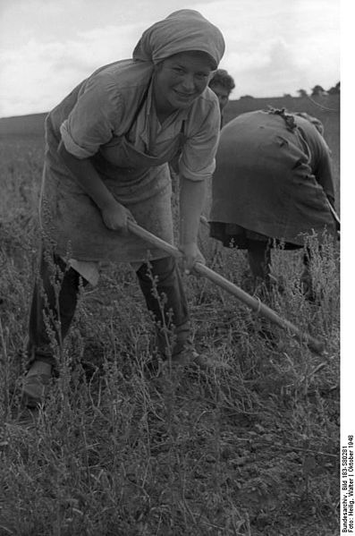 File:Bundesarchiv Bild 183-S80281, Oderbruch, Bäuerin bei Kartoffelernte.jpg