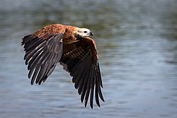 Busarellus nigricollis -Miranda River, Mato Grosso do Sul, Brazil -flying-8 (2).jpg