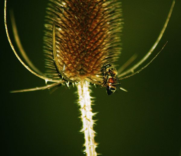 A bee presumably caught and impaled by a shrike