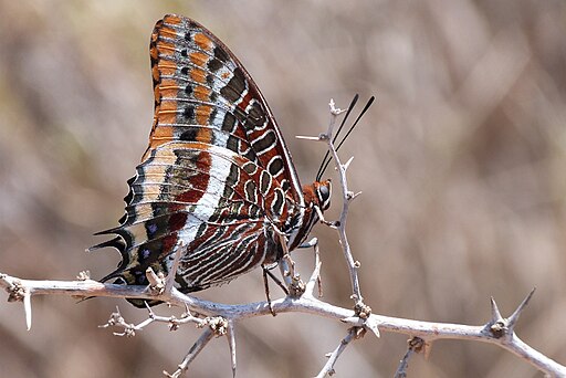 512px-Butterfly_-_Charaxes_jasius.jpg