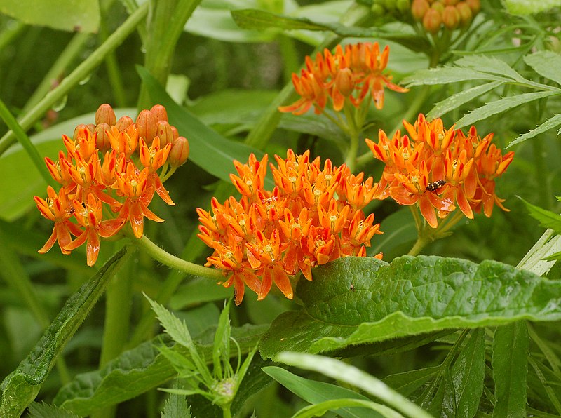 File:Butterfly Weed Asclepias tuberosa Striped.jpg