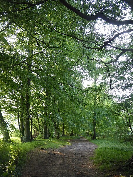 File:Byway under beech trees - heading north towards Blake's Lane - geograph.org.uk - 5789100.jpg