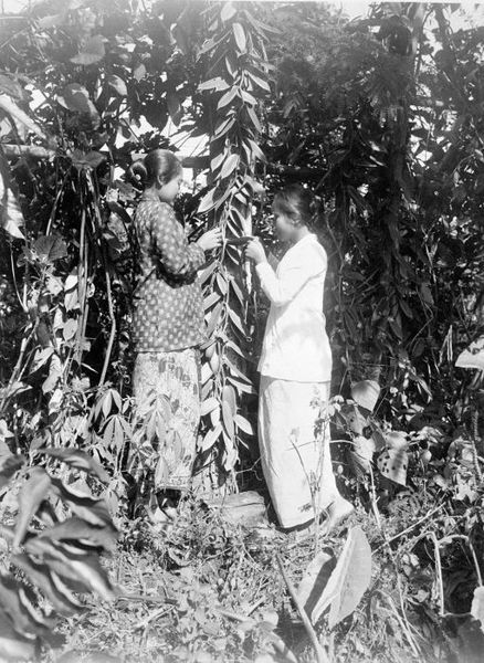 File:COLLECTIE TROPENMUSEUM Twee vrouwen bezig met het kunstmatig bevuchten van vanille. TMnr 60002512.jpg