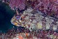 * Nomination Tompot blenny (Parablennius gattorugine), Arrábida National Park, Portugal --Poco a poco 05:46, 11 May 2023 (UTC) * Promotion Amazing quality. --Snowmanstudios 06:10, 11 May 2023 (UTC)