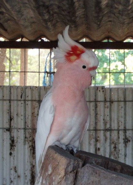 Major Mitchell's cockatoo