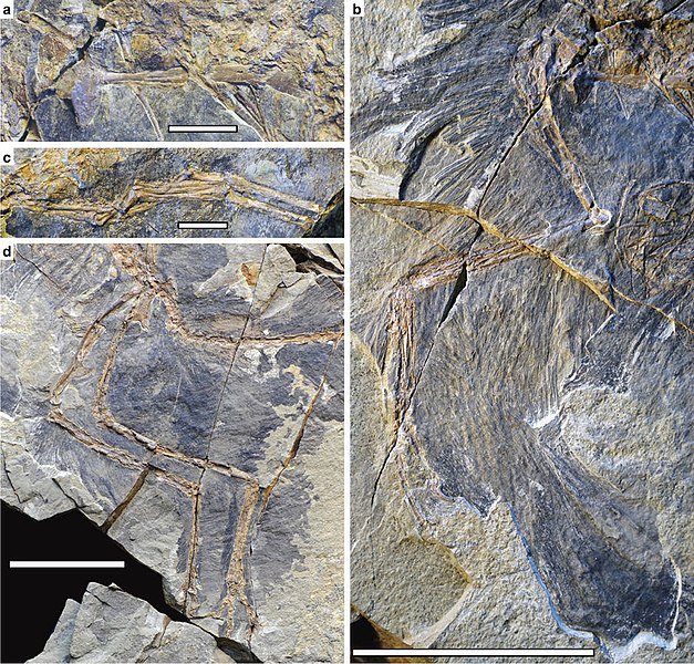 File:Caihong limbs.jpg