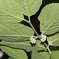 Callicarpa mollis (bud).jpg