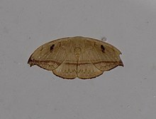 Callidrepana patrana (Moore, 1866) .jpg