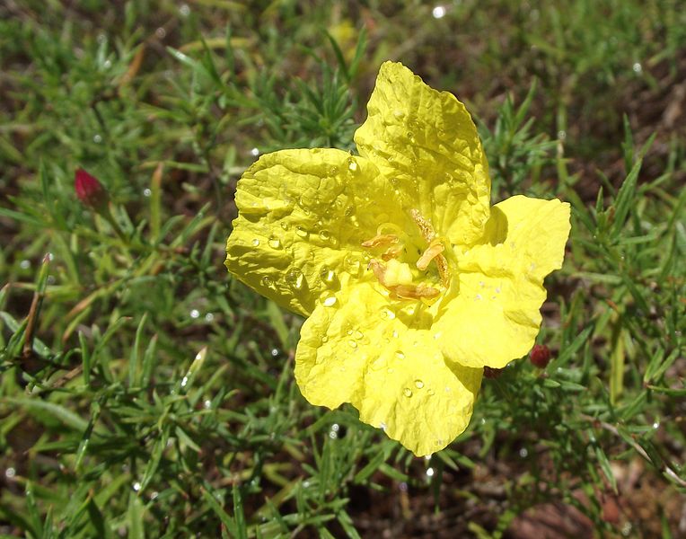 File:Calylophus drummondii.jpg