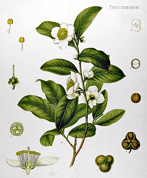 Description de l'image Camellia_sinensis_-_Köhler–s_Medizinal-Pflanzen-025.jpg.