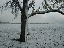 Archivo:Camino_de_Santiago_en_Schoenbuch.jpg