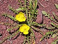 Taraxia tanacetifolia, syn. Camissonia tanacetifolia