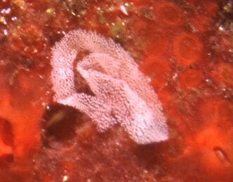 The egg ribbon of the candelabra nudibranch Candelabra nudi eggs.jpg