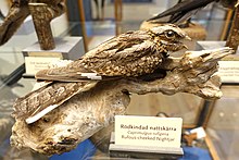 Caprimulgus rufigena - Swedish Museum of Natural History - Stockholm, Sweden - DSC00619.JPG