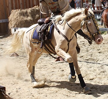 Gène Crème du cheval